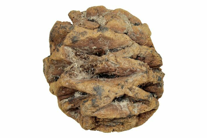 Fossil Pine Cone (Metasequoia) - Montana #246376